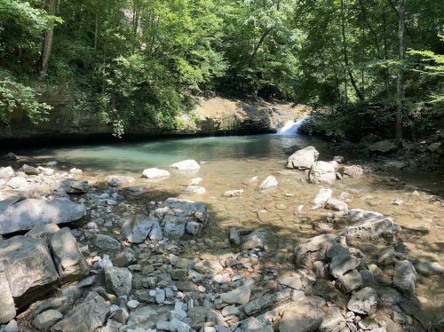 A serene forest scene featuring a clear stream with rocks and a small waterfall surrounded by lush greenery.