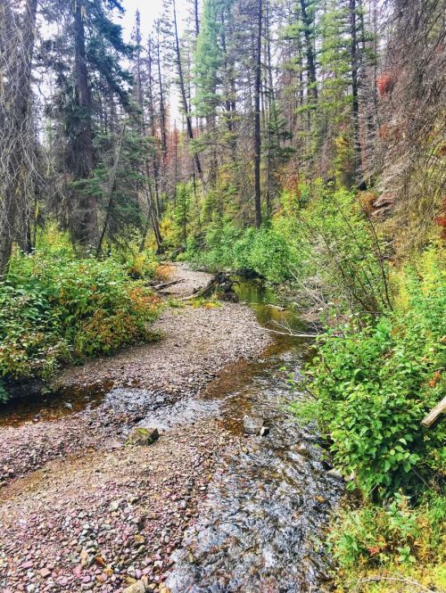 A serene forest scene with a winding stream, surrounded by lush greenery and tall trees.