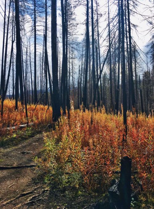 A forest scene with charred trees and vibrant orange foliage, indicating regrowth after a wildfire.