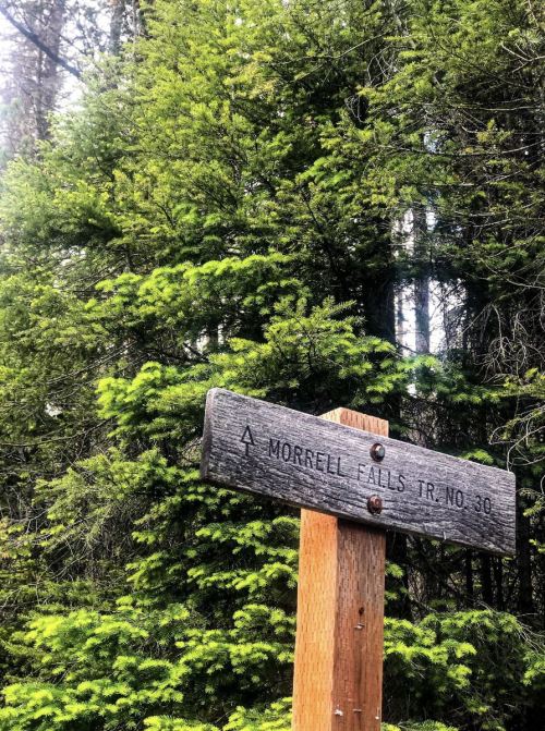 Wooden trail sign for Morrell Falls Trail No. 30, surrounded by lush green trees.