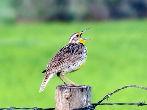 A singing bird perched on a wooden post, with a vibrant yellow throat and intricate brown and white feathers.