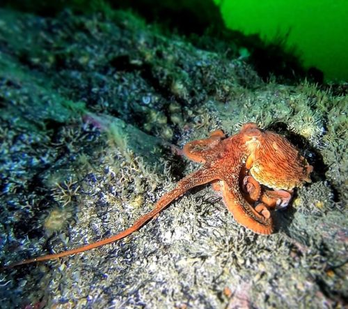 An octopus resting on a rocky seabed, surrounded by colorful marine life and green underwater light.