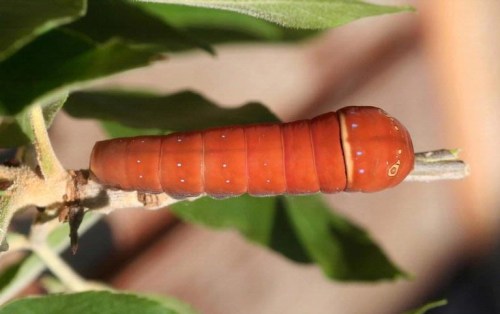 A large, orange caterpillar with white spots resting on a green leaf branch.