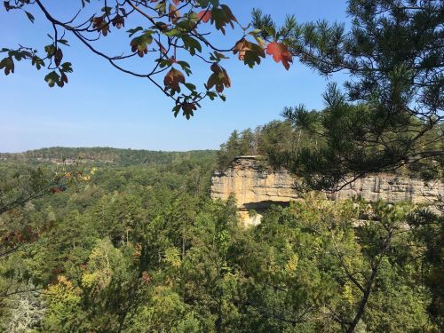A scenic view of a forested landscape with a rocky cliff and clear blue sky, framed by tree branches.