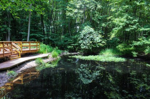 A serene pond surrounded by lush greenery, with a wooden walkway and reflections of trees on the water's surface.