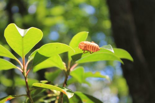A brown cicada shell resting on a green leaf, surrounded by blurred greenery in the background.