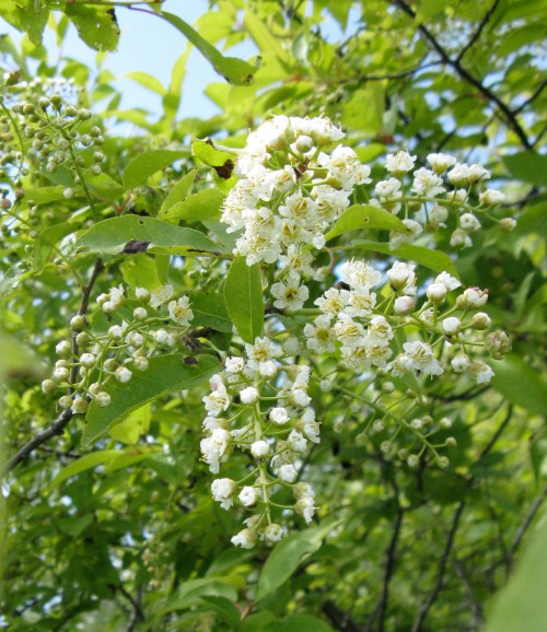 A cluster of small white flowers surrounded by green leaves on a sunny day.