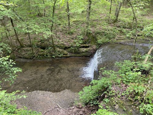 A serene forest scene featuring a small waterfall flowing into a clear stream surrounded by lush greenery.
