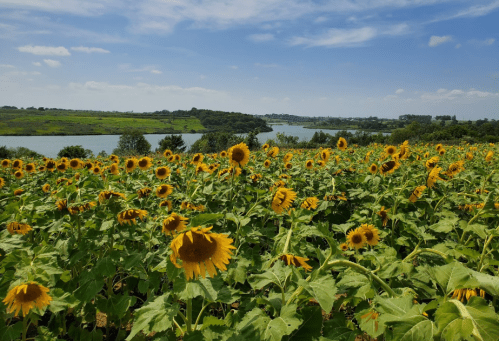 A vibrant field of sunflowers stretches towards a serene river under a blue sky with scattered clouds.