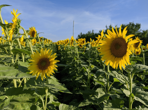 A vibrant field of sunflowers under a clear blue sky, with tall green leaves surrounding the bright yellow blooms.
