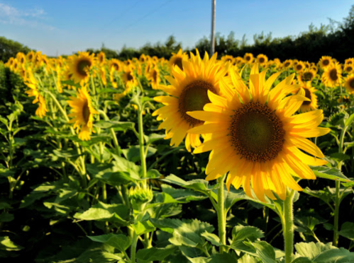 A vibrant field of sunflowers under a clear blue sky, with many blooms facing the sun.