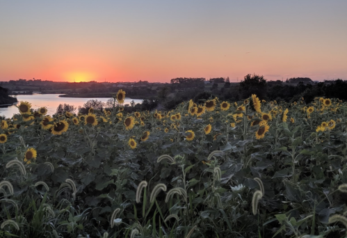 A field of sunflowers at sunset, with a serene lake and distant trees in the background.