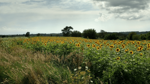 A vibrant field of sunflowers stretches across the landscape under a cloudy sky. Green foliage surrounds the flowers.