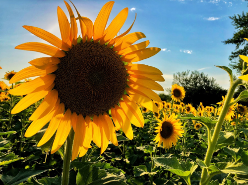 A vibrant sunflower stands tall in a field, surrounded by other sunflowers under a bright blue sky.