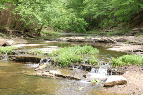 A serene stream flows through a lush green forest, with small waterfalls and rocky banks visible.