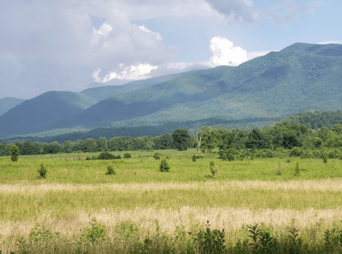 A scenic view of rolling green mountains under a cloudy sky, with a golden grassy field in the foreground.