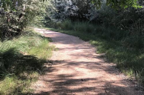 A winding dirt path surrounded by lush greenery and trees, dappled sunlight filtering through the leaves.