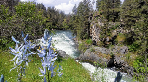 A scenic river flows through a lush landscape, with blooming blue flowers in the foreground and rocky cliffs in the background.