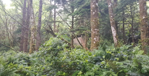 A dense forest scene with tall trees and lush greenery, featuring a hidden structure partially obscured by foliage.
