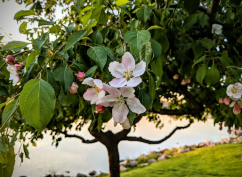 Blossoming apple tree with pink and white flowers, surrounded by green leaves near a serene water body.