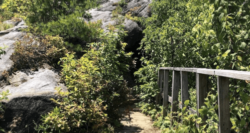 A narrow path through lush greenery and rocks, with a wooden railing guiding the way.