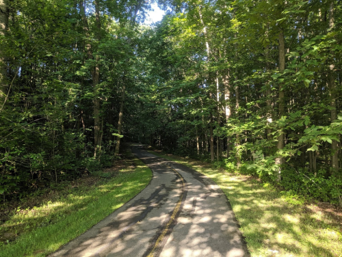 A winding path through a lush green forest, surrounded by tall trees and dappled sunlight.