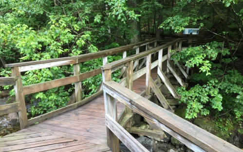 A wooden walkway winding through lush green foliage and trees, leading to a serene natural setting.