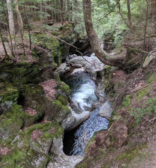 A serene forest scene featuring a winding river flowing through moss-covered rocks and lush greenery.