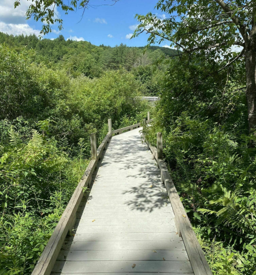 A wooden boardwalk winding through lush green vegetation under a clear blue sky.