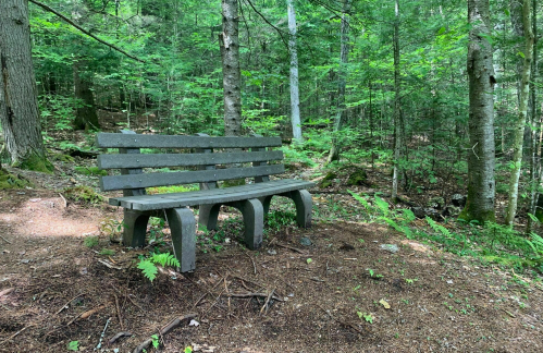 A wooden bench in a lush green forest, surrounded by trees and underbrush.