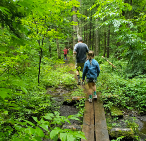 A family walks along a wooden path through a lush green forest, surrounded by trees and foliage.