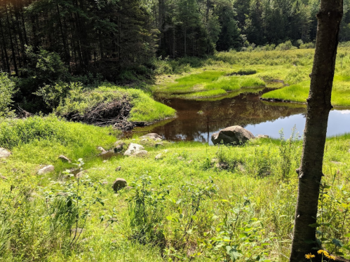 A serene landscape featuring a calm pond surrounded by lush green grass and trees in a forested area.