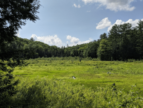 A lush green meadow surrounded by trees under a partly cloudy sky.