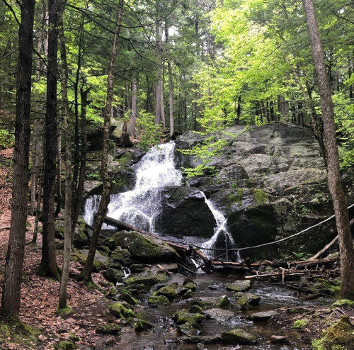 A serene waterfall cascades over rocks in a lush green forest, surrounded by trees and moss-covered ground.