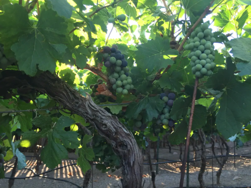 Grapevines with clusters of green and purple grapes, surrounded by lush green leaves in a vineyard.