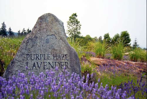 A stone marker reading "Purple Haze Lavender" surrounded by vibrant lavender fields and greenery.