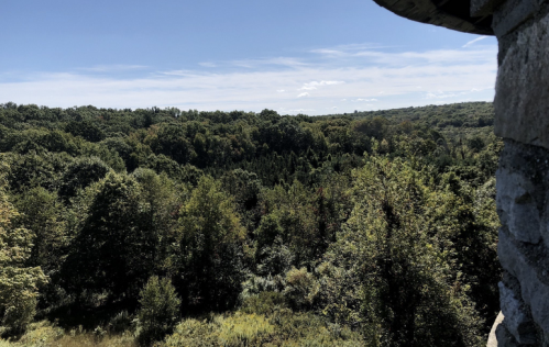 A panoramic view of a lush green forest under a clear blue sky, with trees stretching into the distance.