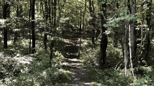 A serene forest path winding through lush greenery and trees, inviting exploration in a peaceful natural setting.