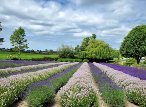A vibrant field of lavender with rows of purple and pink flowers under a cloudy sky and lush green trees.