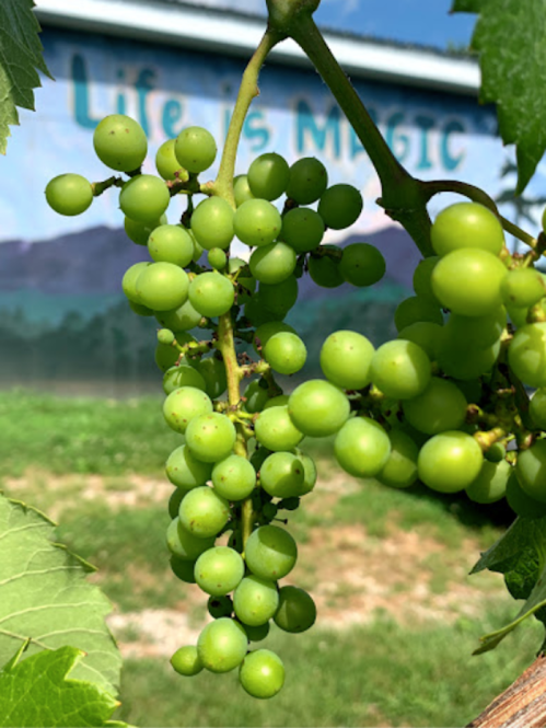 A close-up of green grape clusters hanging from a vine, with a mural in the background that says "Life is Magic."
