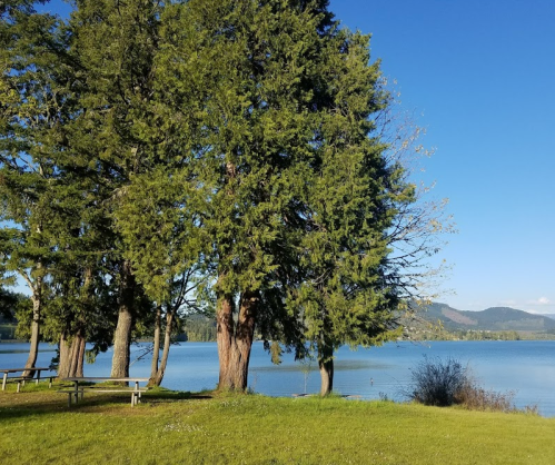A serene lakeside scene with tall trees, green grass, and a clear blue sky reflecting on the water.