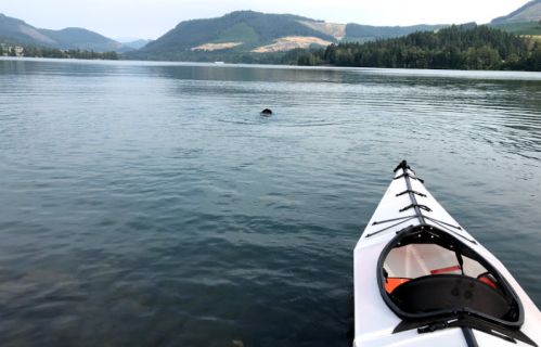 A kayak on calm water with mountains in the background; a dark shape partially submerged nearby.