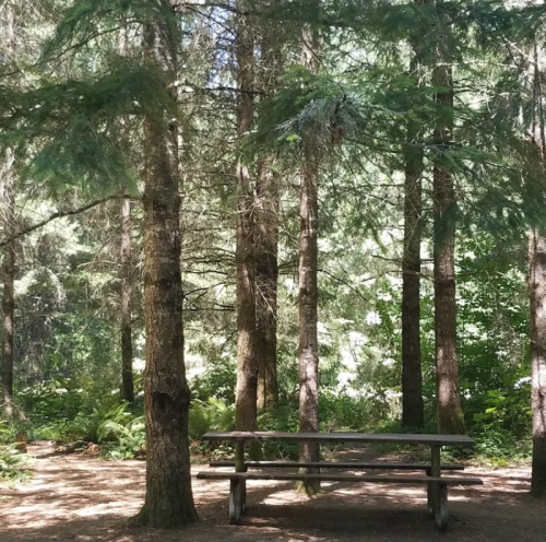 A wooden bench surrounded by tall trees in a serene forest setting. Sunlight filters through the leaves.