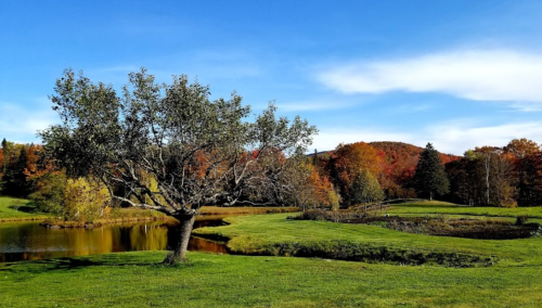 A serene landscape featuring a tree by a pond, surrounded by vibrant autumn foliage and rolling hills.