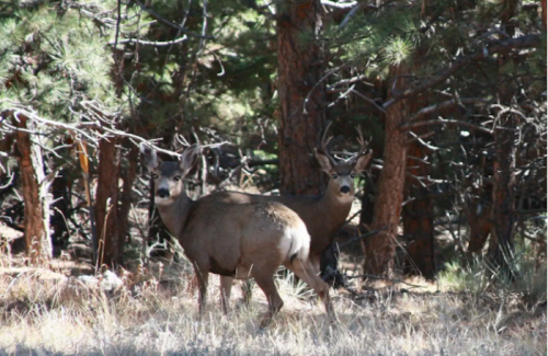 Two deer stand in a forest clearing, surrounded by trees and underbrush, looking towards the camera.