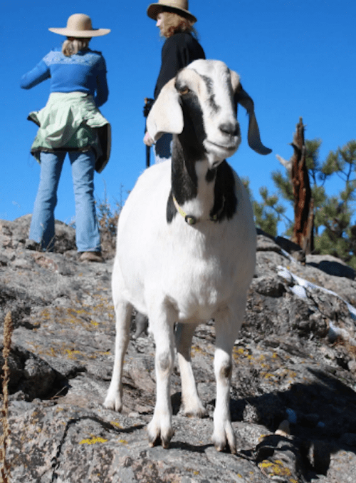 A goat stands on rocky terrain, with two people in hats walking in the background against a clear blue sky.