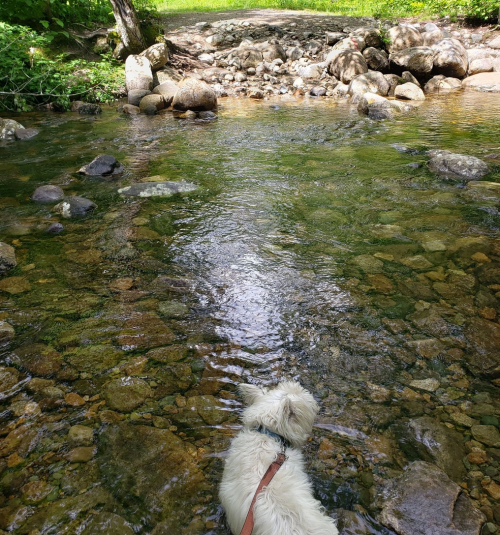A small dog wades in a clear stream, surrounded by rocks and greenery, with a path visible in the background.