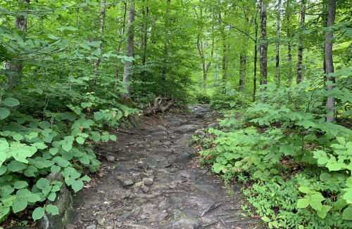 A rocky path winding through a lush green forest with dense trees and foliage on either side.