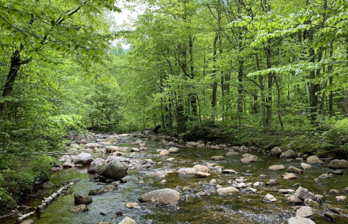A serene forest scene featuring a clear stream flowing over smooth stones, surrounded by lush green trees.