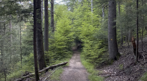 A winding dirt path through a lush green forest, surrounded by tall trees and vibrant foliage.